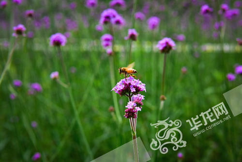 花朵吸引了蜜蜂。 beat365正版唯一官网必一供图 华龙网发